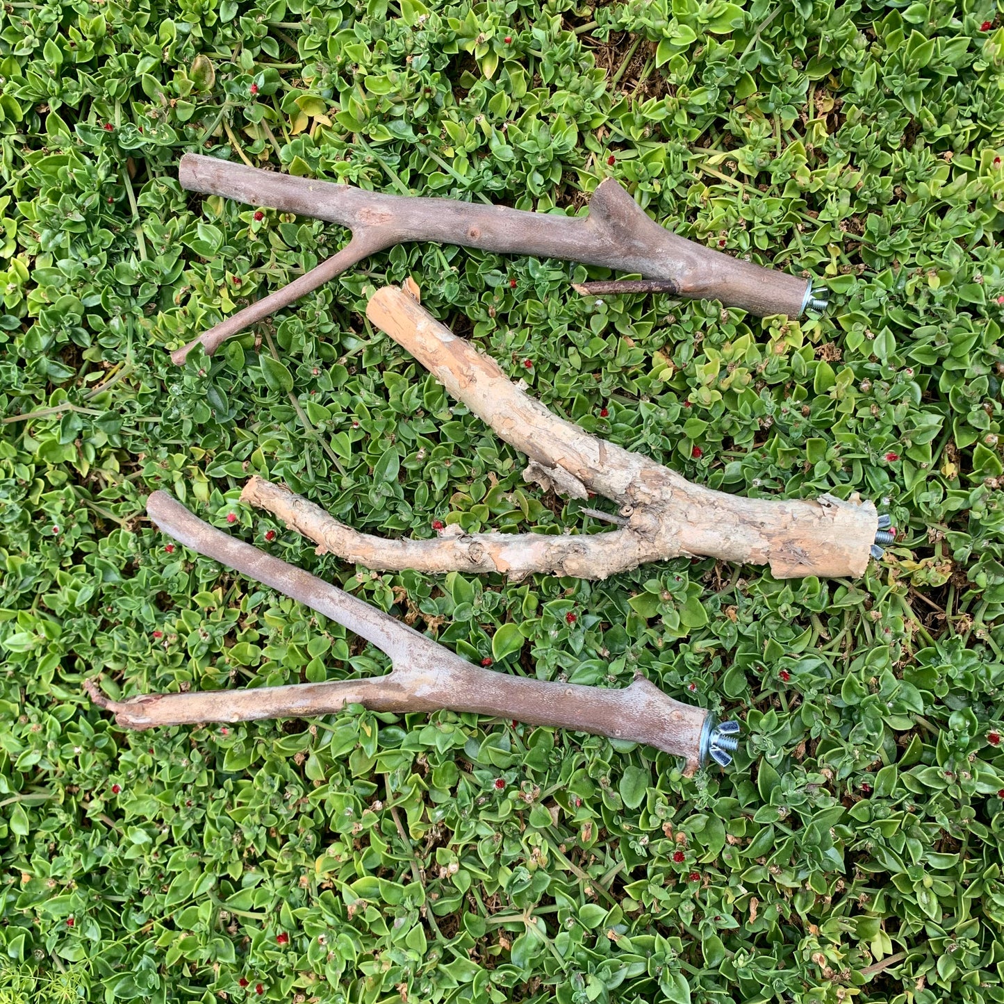 Natural Bird Stable Perch Large With Screw