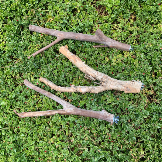 Natural Bird Stable Perch Large With Screw