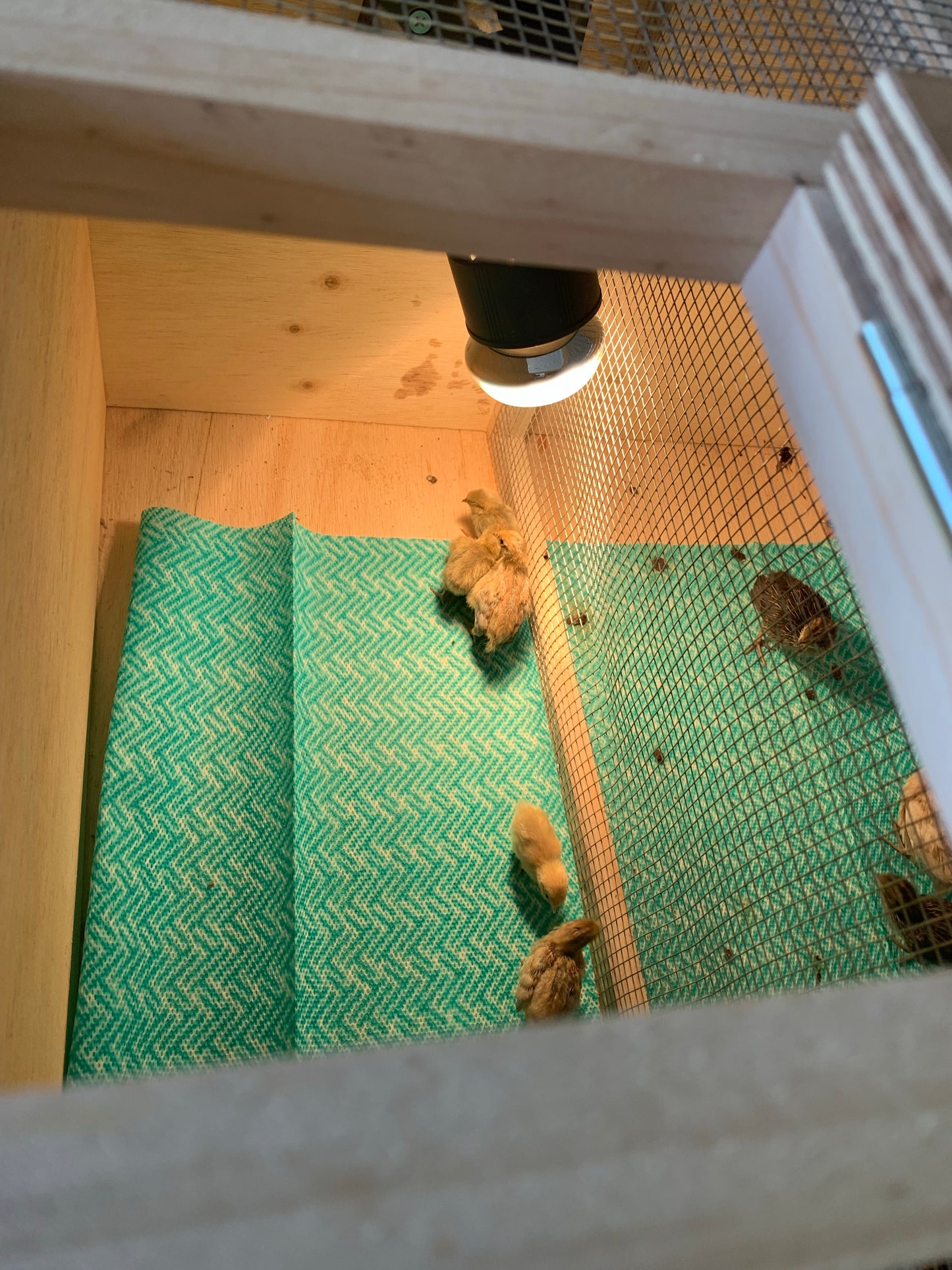 King Quail Brooder Box