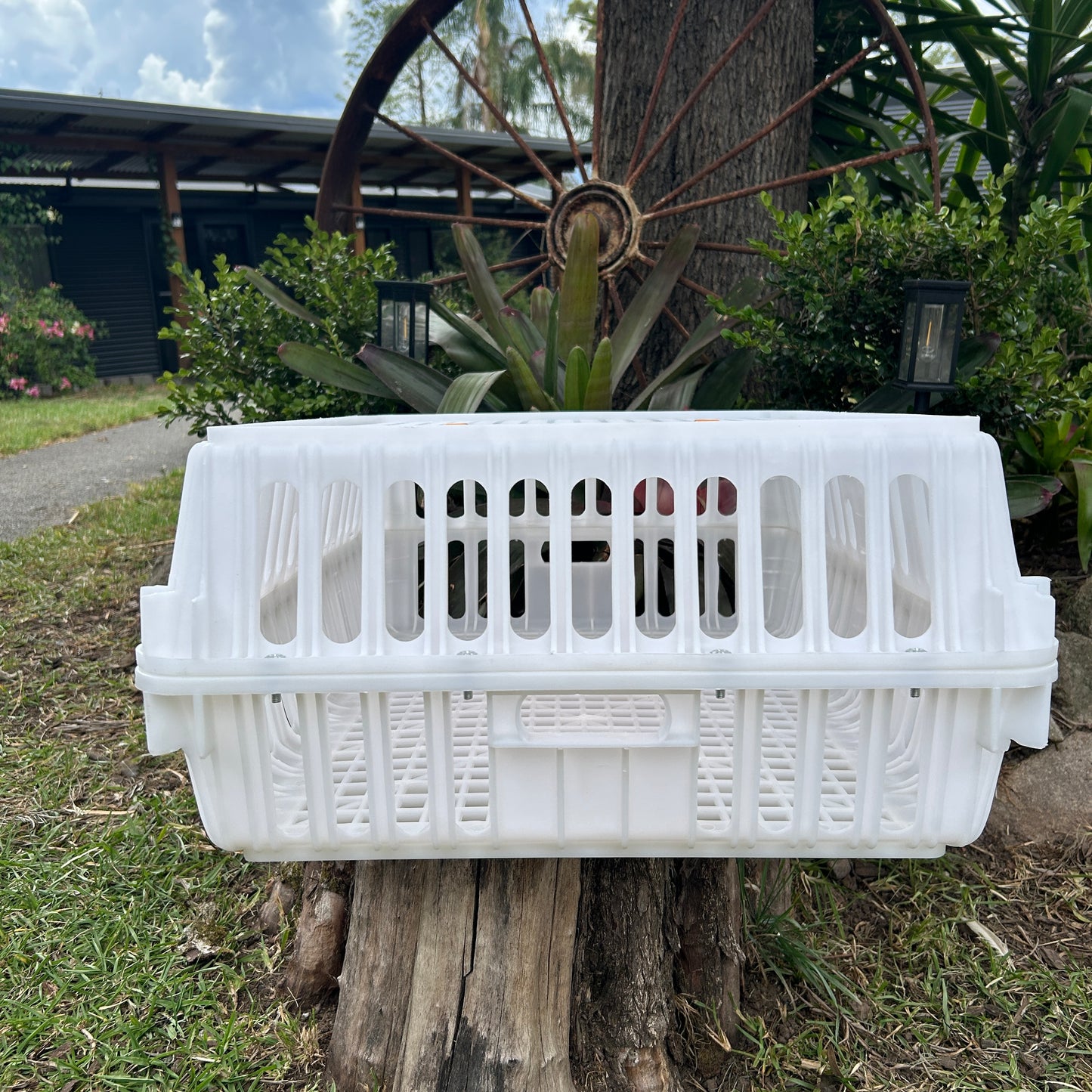 Chicken Poultry Pigeon Transport Crate White
