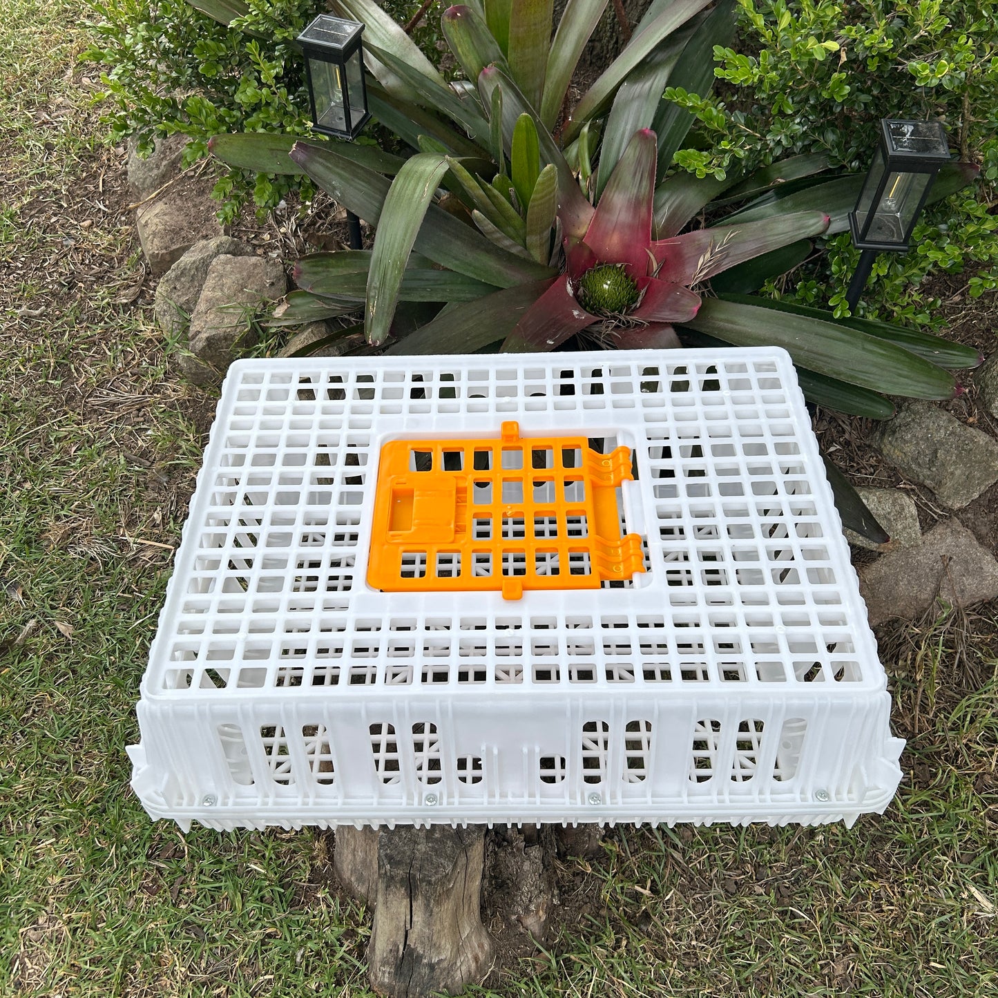 Chicken Poultry Pigeon Transport Crate White