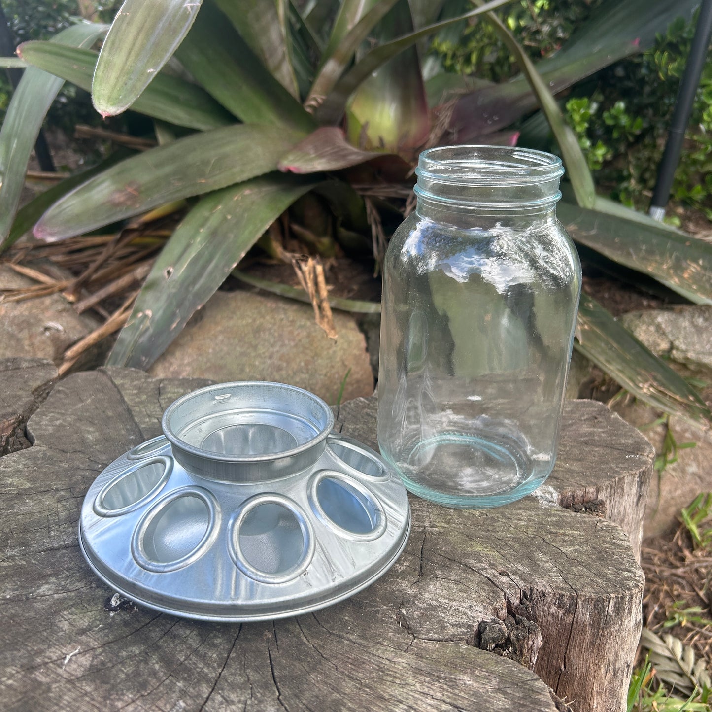 Poultry Quail Chick Feeder 8 Hole Metal and Glass