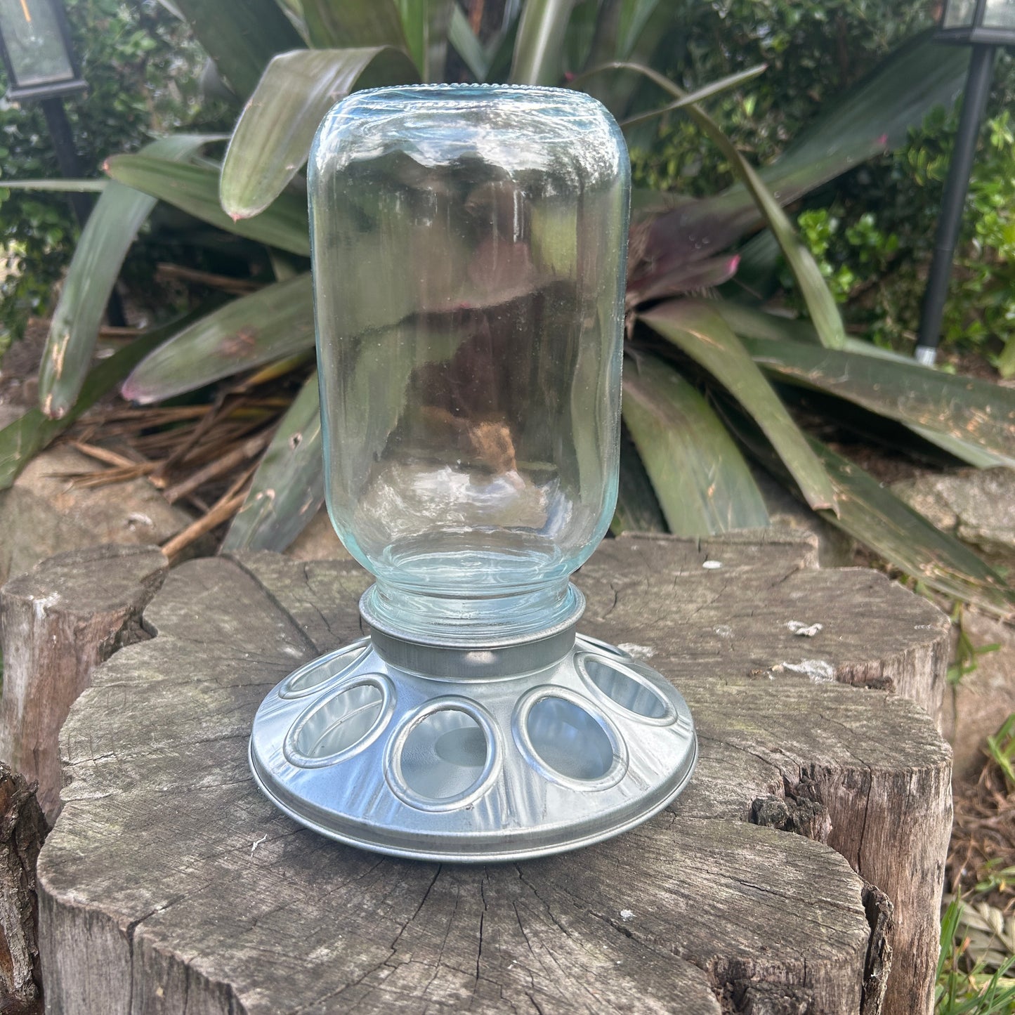 Poultry Quail Chick Feeder 8 Hole Metal and Glass