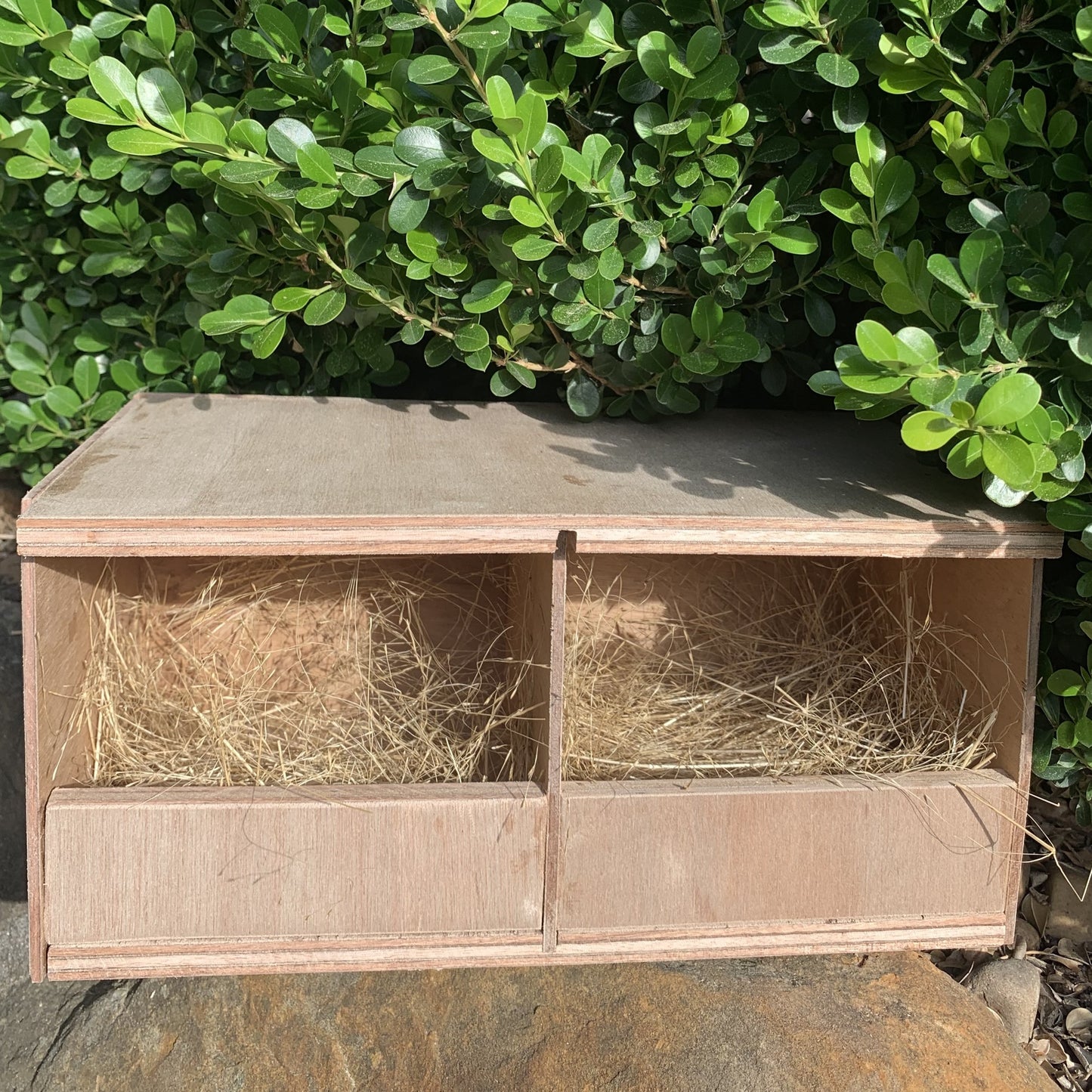 King Quail nest box