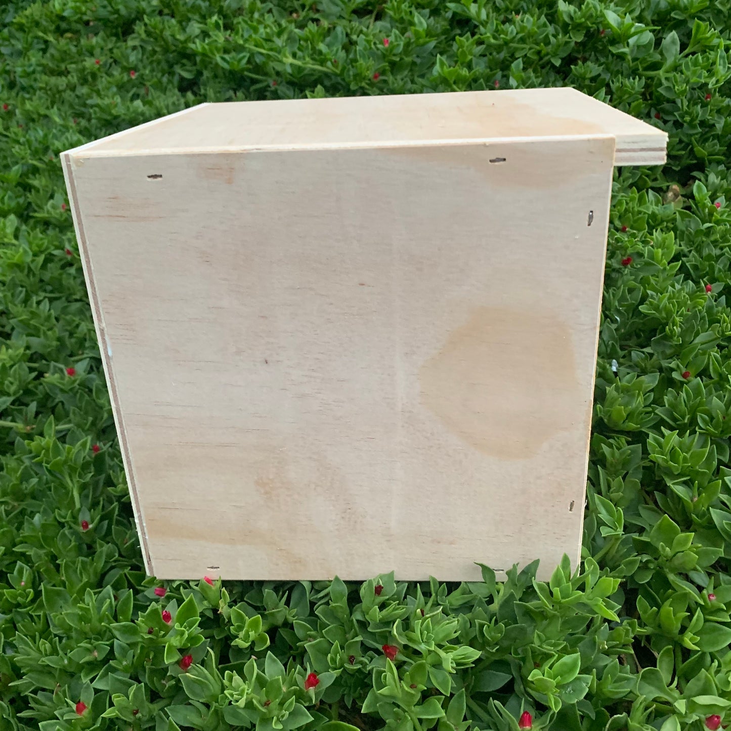 Japanese Coturnix Quail nest box