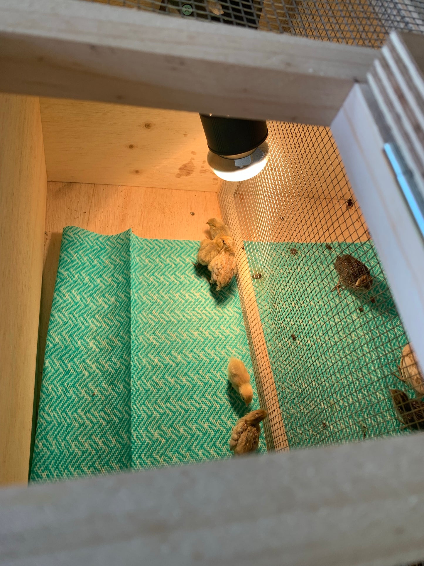 Brooder box